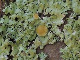 Bulbothrix goebelii image
