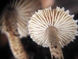 Heliocybe sulcata image
