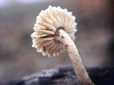 Heliocybe sulcata image