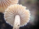 Heliocybe sulcata image