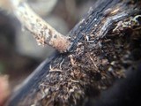 Heliocybe sulcata image