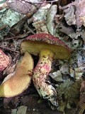 Suillus spraguei image