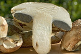 Postia stiptica image