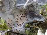 Abrothallus welwitschii image