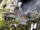 Abrothallus welwitschii image