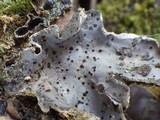 Abrothallus welwitschii image