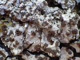 Degelia cyanoloma image