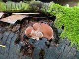Auricularia fuscosuccinea image