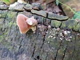 Auricularia fuscosuccinea image