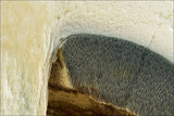 Albatrellus ovinus image