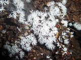 Ceratiomyxa fruticulosa var. fruticulosa image