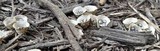 Cyathus stercoreus image