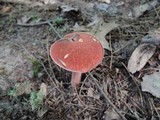 Austroboletus gracilis image