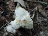 Loweomyces fractipes image