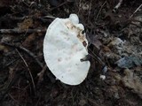 Loweomyces fractipes image