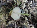 Pluteus longistriatus image