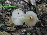 Pluteus longistriatus image