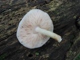 Pluteus petasatus image