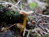 Hygrocybe laeta var. laeta image
