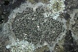 Lecidella stigmatea image