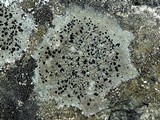 Lecidella stigmatea image