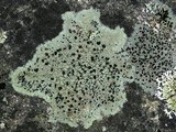 Lecidella stigmatea image