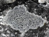 Lecidella stigmatea image