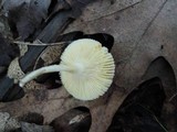 Russula pusilla image