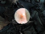 Russula pusilla image