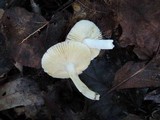 Russula pusilla image