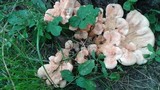 Laetiporus cincinnatus image
