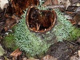 Cladonia ochrochlora image