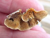 Steccherinum ochraceum image