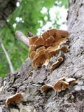 Steccherinum ochraceum image