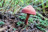 Chalciporus pseudorubinellus image