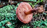 Chalciporus pseudorubinellus image