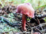 Chalciporus pseudorubinellus image