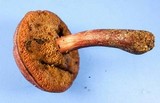 Chalciporus pseudorubinellus image