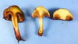 Chalciporus pseudorubinellus image