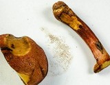 Chalciporus pseudorubinellus image