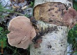 Hapalopilus rutilans image
