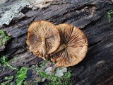 Pholiota granulosa image