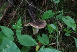Russula brunneola image