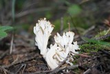 Clavulina coralloides image