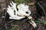 Clavulina coralloides image