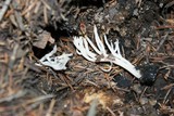 Clavulina coralloides image