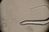 Ophiocordyceps variabilis image