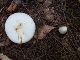 Amanita brunnescens var. pallida image