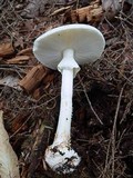 Amanita brunnescens var. pallida image