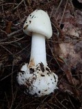 Amanita brunnescens var. pallida image